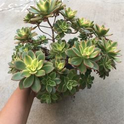 Beautiful Kiwi Aeonium Plant 6”Pot