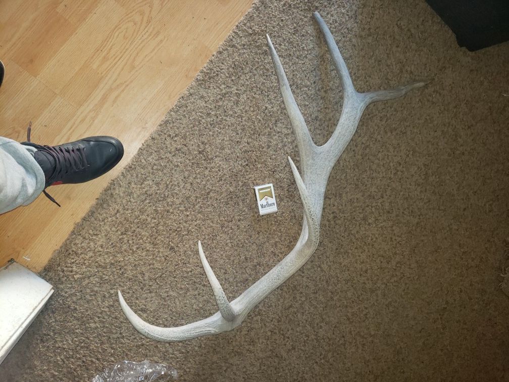 Elk antler 6 point