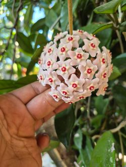 Hoya Plant