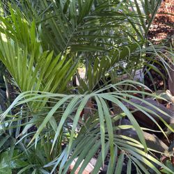 Majestic Palm $78 Each