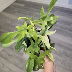 Beautiful Florida Ghost 