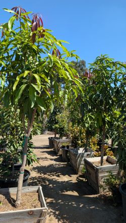 Mango Criollo Tree 🥭