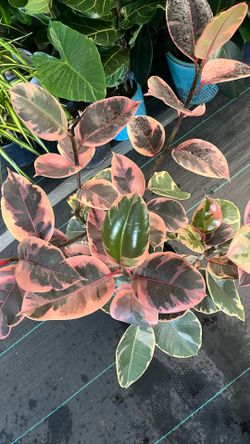 Ruby Ficus Elastica In a 10 Inch Pot