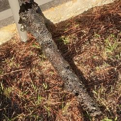 Aquarium Natural Driftwood 