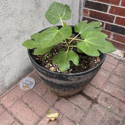 Large Potted Fig Tree
