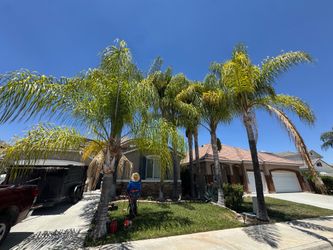 Queen palm tree