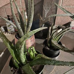 Baby aloe Vera plants