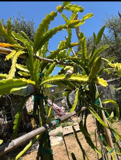 Mature flowering and fruiting dragon fruit plants many to chose from in Fallbrook