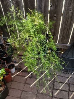 Plant 2 left 10.00 each