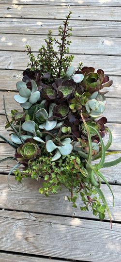 Box of succulents