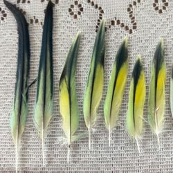 Parakeet Feathers 40 Pc