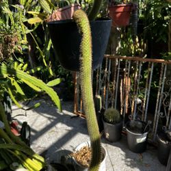 Monkey Tail