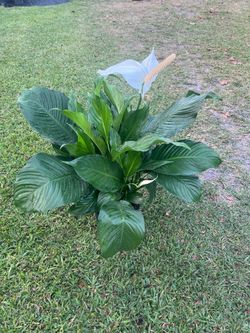 PEACE LILY PLANT ( Indoor And - Outdoor Full Shade)