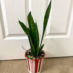 Snake 🐍 Plant 🪴 