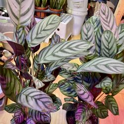Big 2 Feet Prayer Plants 