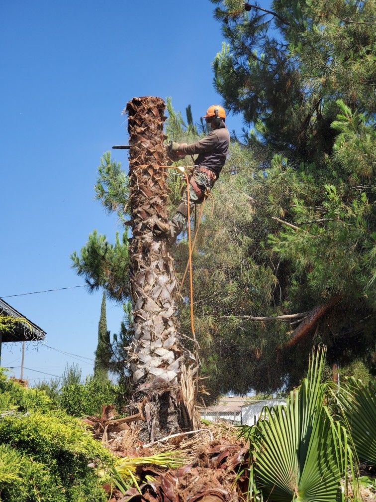 Trees/palms/stumps Business equipment