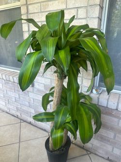 Plants $37 each