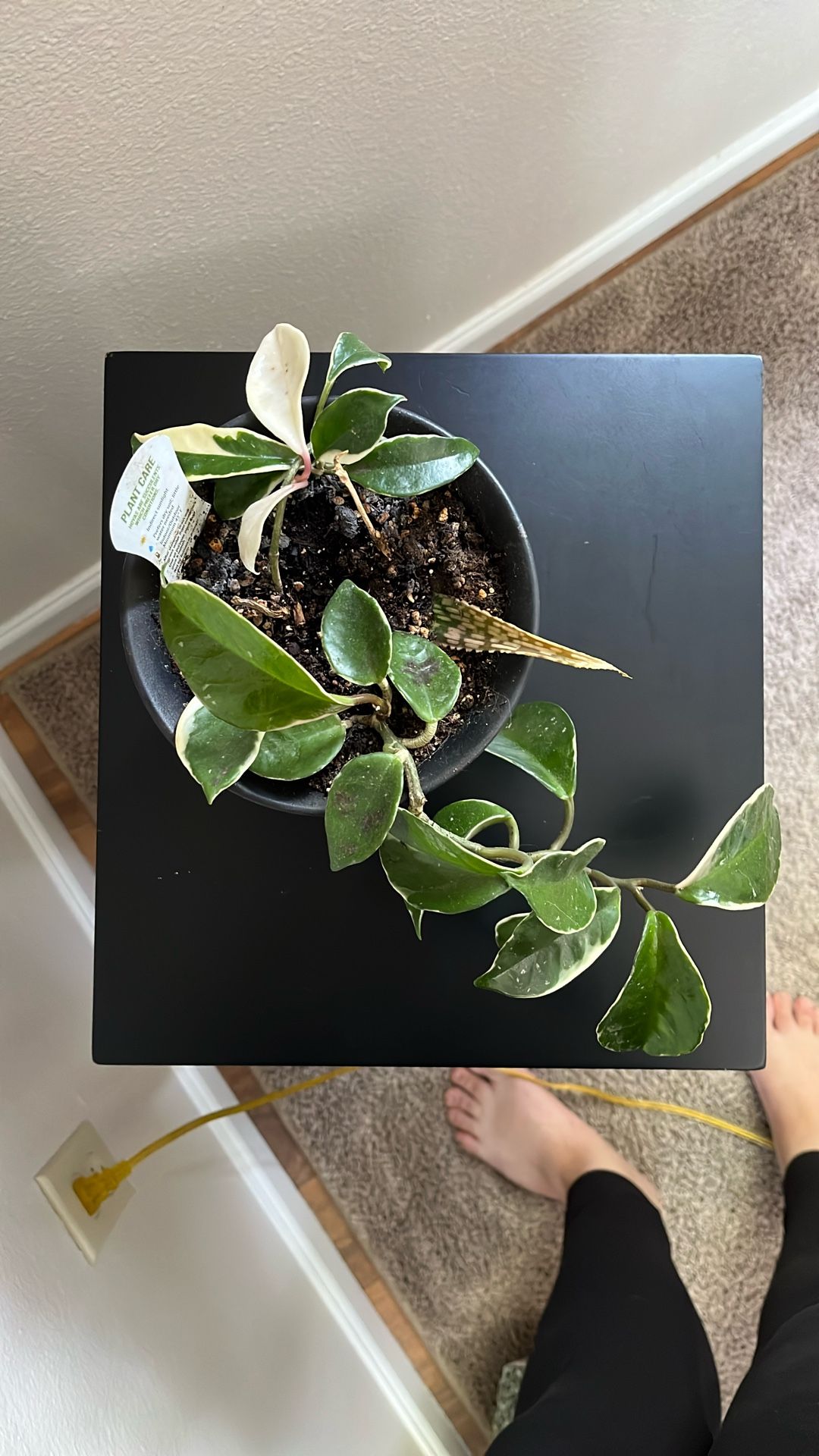 Pink Hoya With Pot