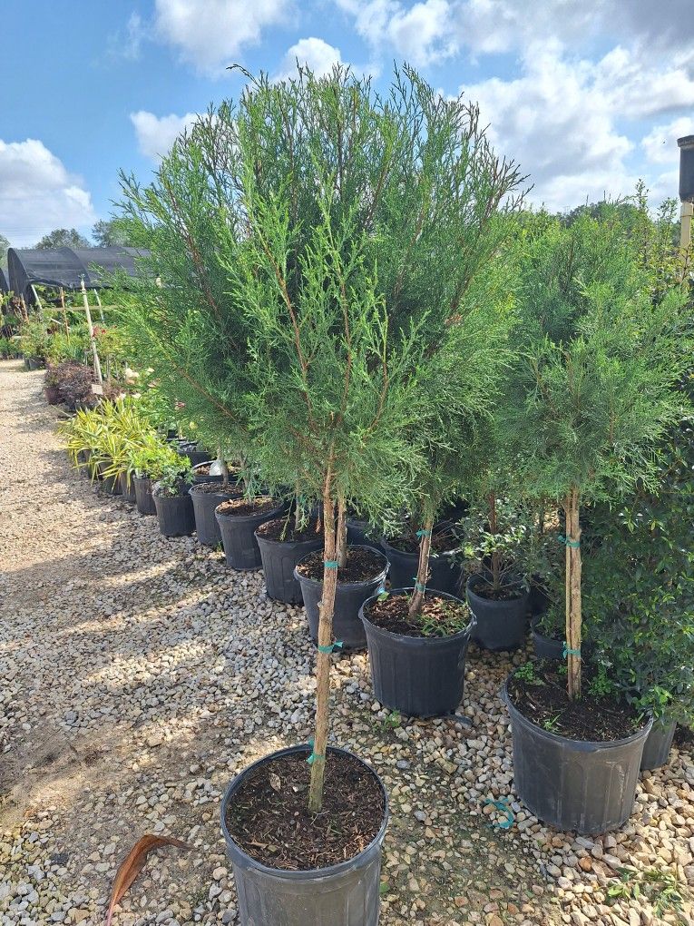 Single Ball Topiary Tree