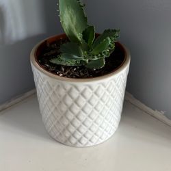 Live Houseplant, Mother of Thousands in 4” White Ceramic Pot