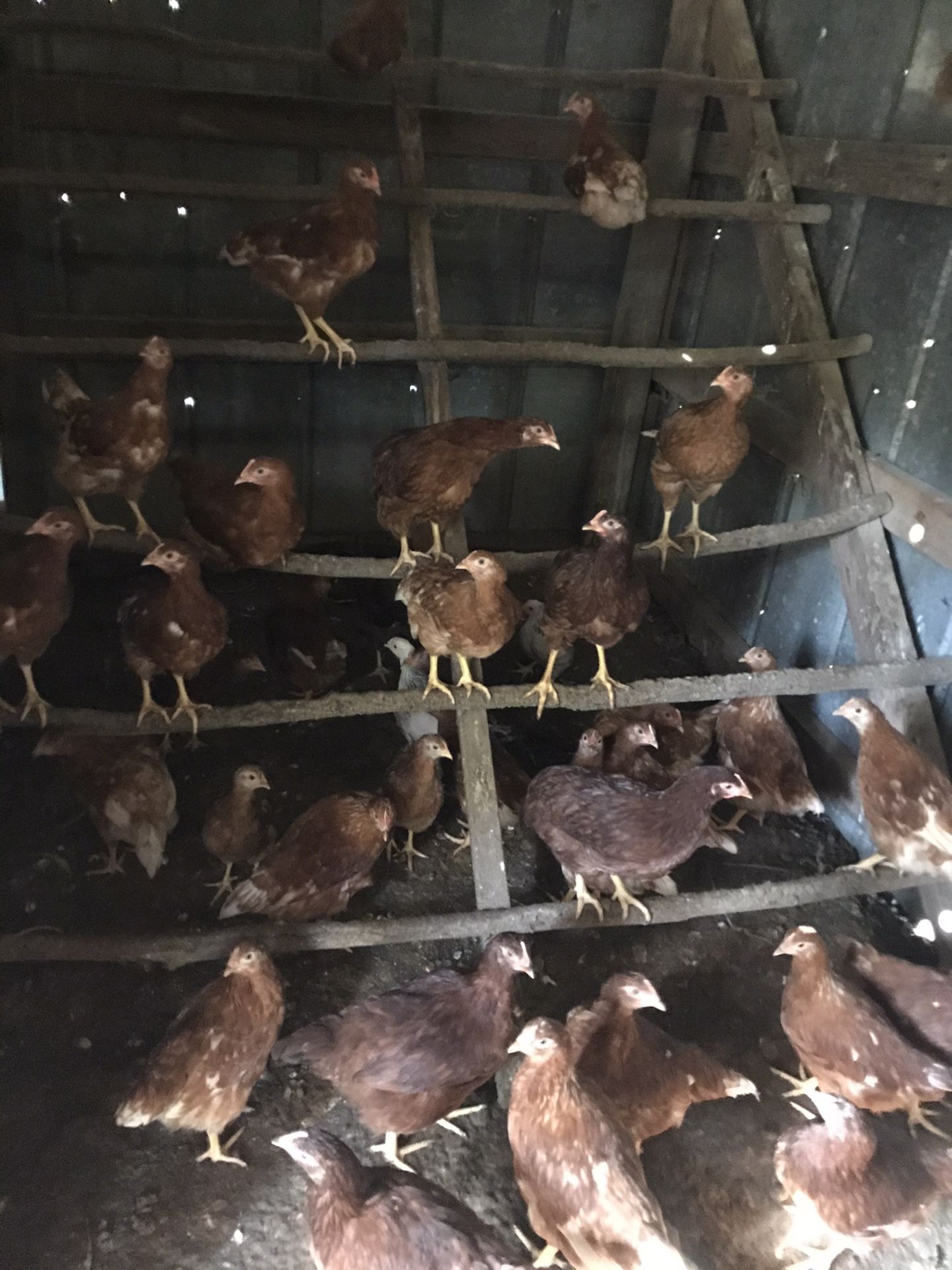 Hens / female chickens