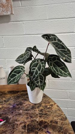 Anthurium House Plant (pending)