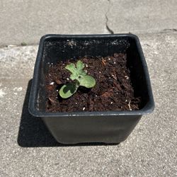 Mini Watermelon Sprout