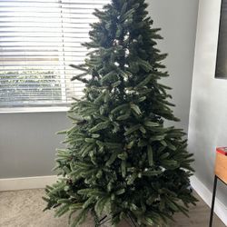 Free Christmas trees 