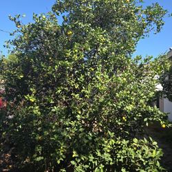 Limones
