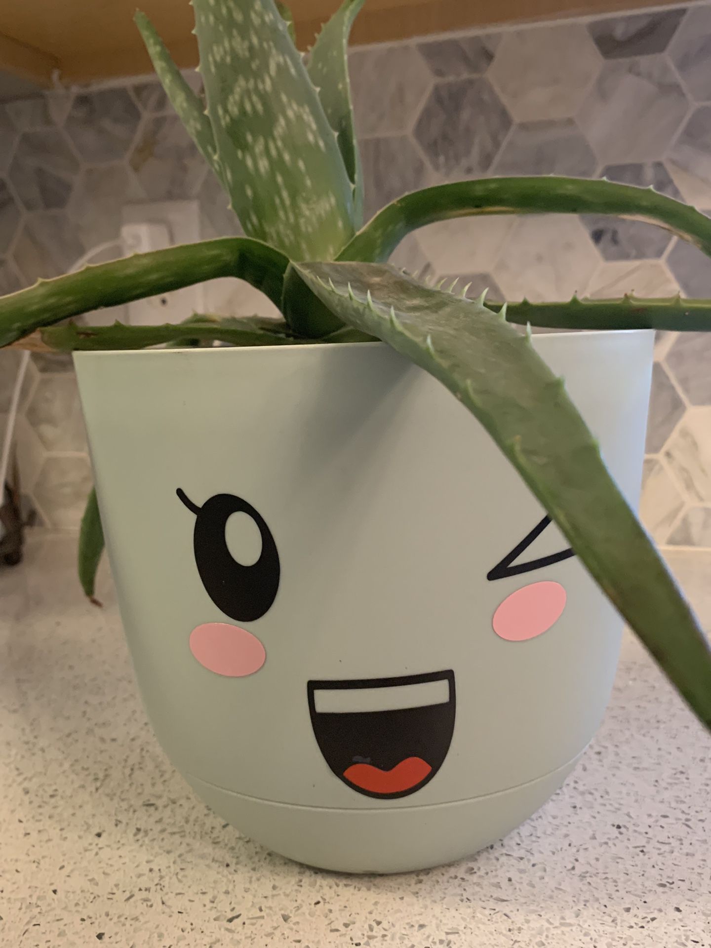 Cute Big Aloe Plant in Self Watering Pot