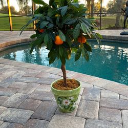 Silk Orange Tree