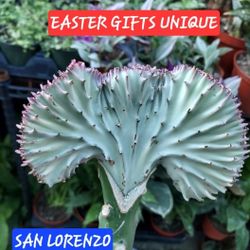 EASTER GIFTS. UNIQUE PLANTS SALE THIS WEEK IN SAN LORENZ0   EASTER GIFTS