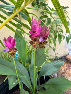 Curcuma Siam Tulip Flowering Plant