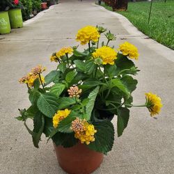 One Gallon  Size Yellow Lantana PLANTS ARRIVE, BEAUTIFUL AND HEALTHY. $10 EACH