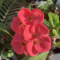 Corona de Cristo /flor jumbo