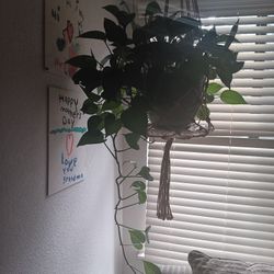 Hanging House Plant