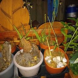 Eulophia graminea, the Chinese crown orchid