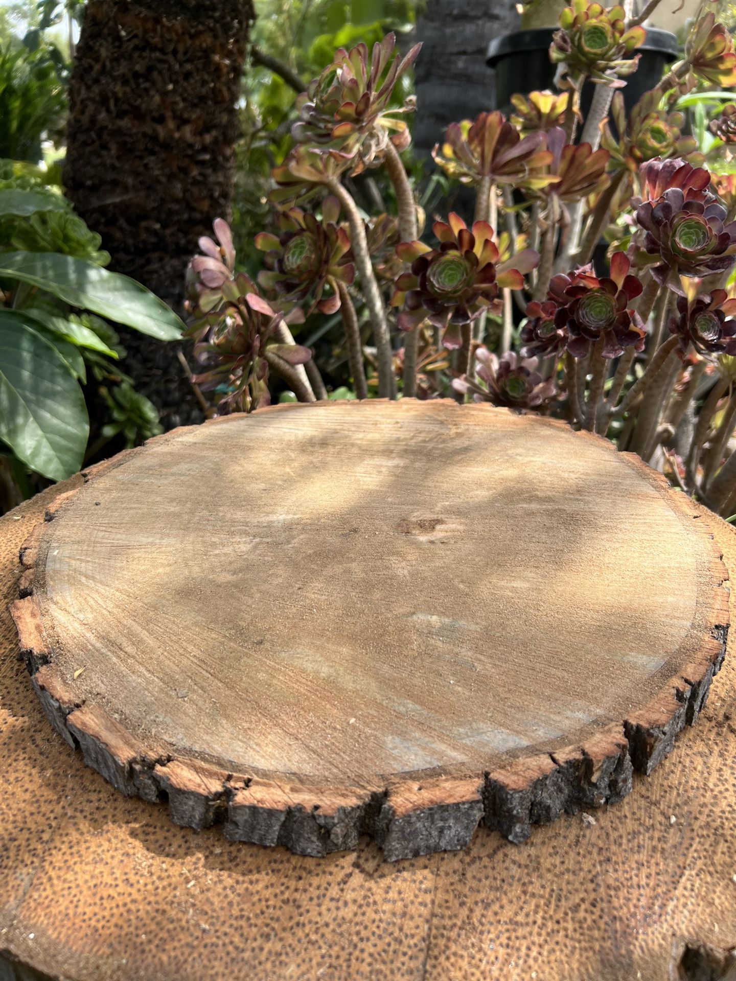 Big Rustic Wood Slices/ Thick Wood Slices For Cakes/Cake Stands(Different Prices)