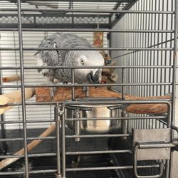 Parrot With Cage .. 