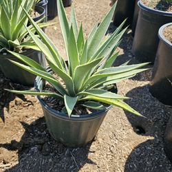 Agave 