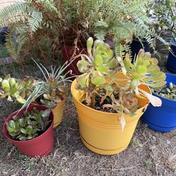 Plants and Succulents
