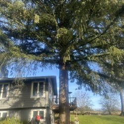 Tree Work 