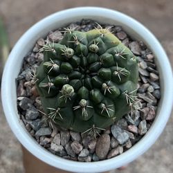 Beautiful Cactus Plant