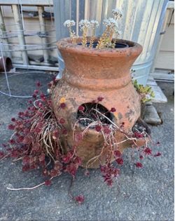 Old garden pot with plants  (roughly 14 in tall)