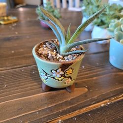 Variegated Graptoveria