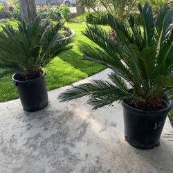 15 Gallon Segal Palms Nice Green Healthy Palms 