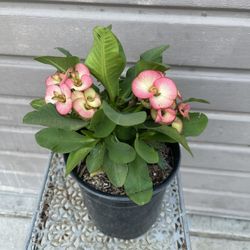Crown Of Thorns In One Gallon Pot 