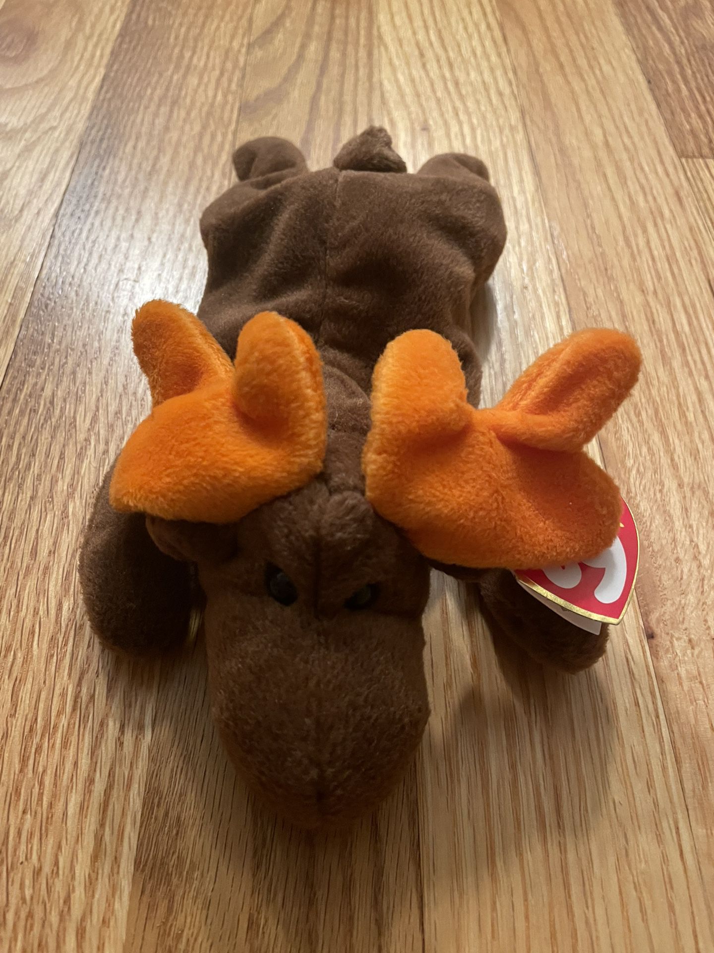  TY Beanie Baby Chocolate the Moose 4015 - With Errors.