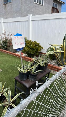 American Agave