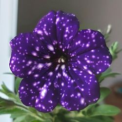 Rare Large Night Sky Galaxy Petunia Flower Plants! Several Colors Avaialble! Midnight Purple With White Variagated Speckles That Look Like The Night S